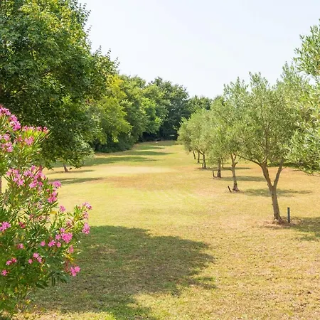 Zivolic By 4*